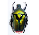 Rhomborrhina resplendens (Malaysia)